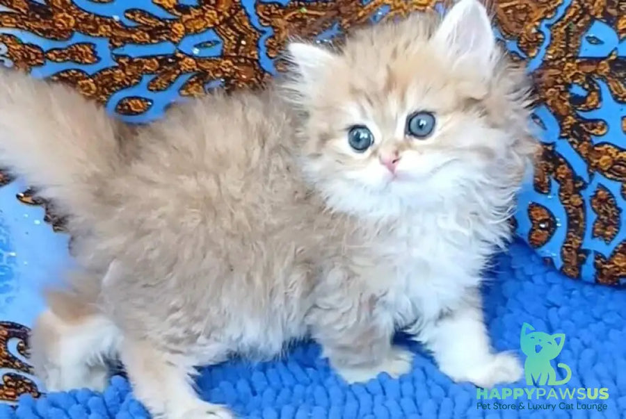 Whiskey British Longhair male black golden shaded - live animals