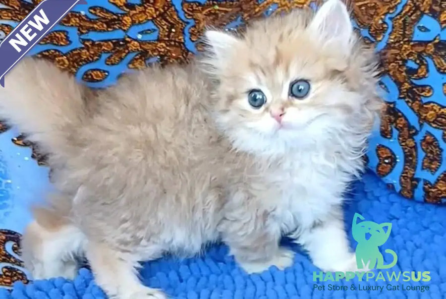 Whiskey British Longhair male black golden shaded - live animals