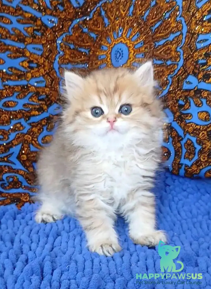 Whiskey British Longhair male black golden shaded - live animals