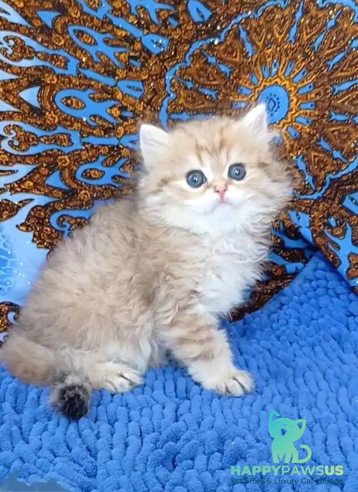 Whiskey British Longhair male black golden shaded - live animals