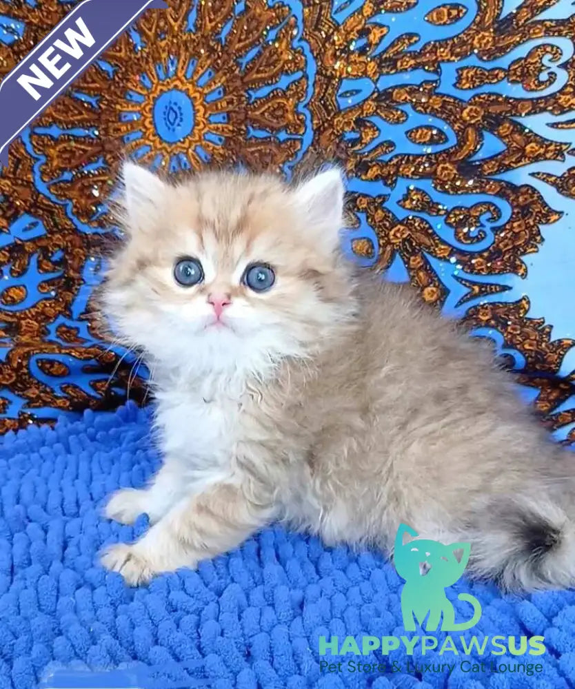 Whiskey British Longhair male black golden shaded - live animals