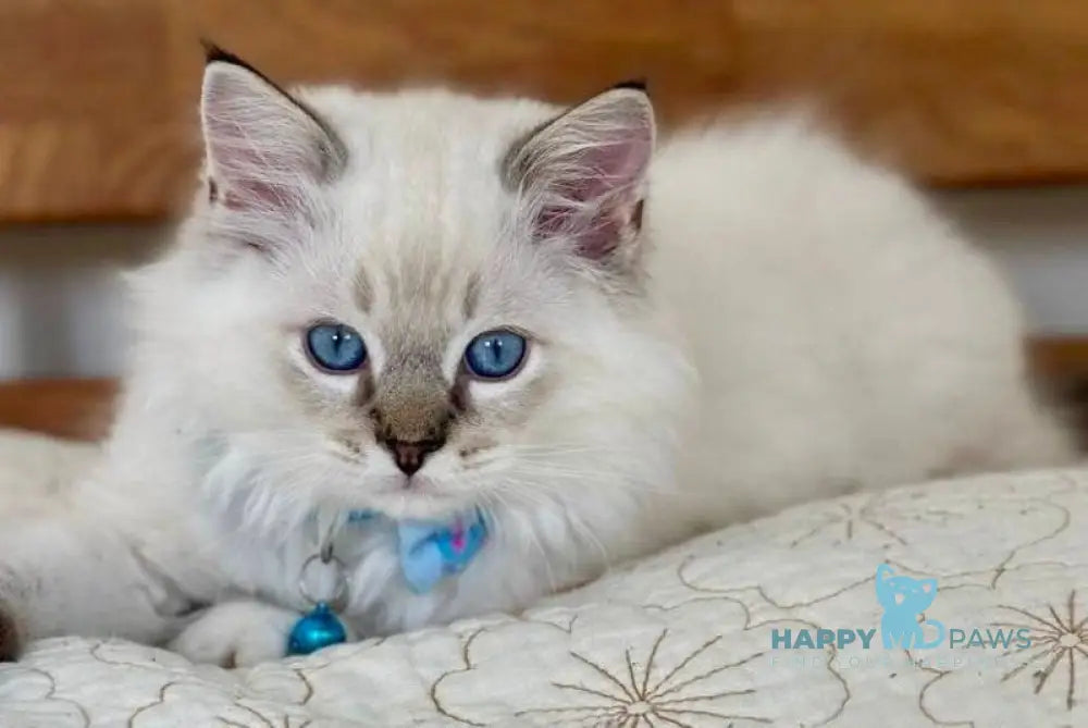 Whiskey Ragdoll male seal tabby bicolour live animals