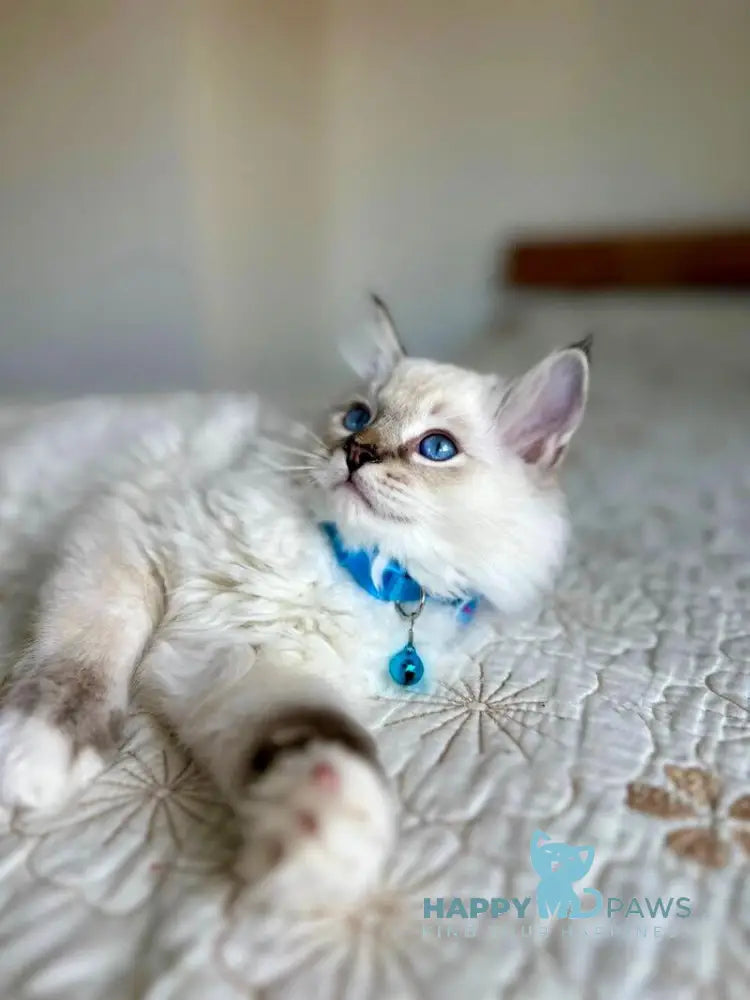 Whiskey Ragdoll male seal tabby bicolour live animals