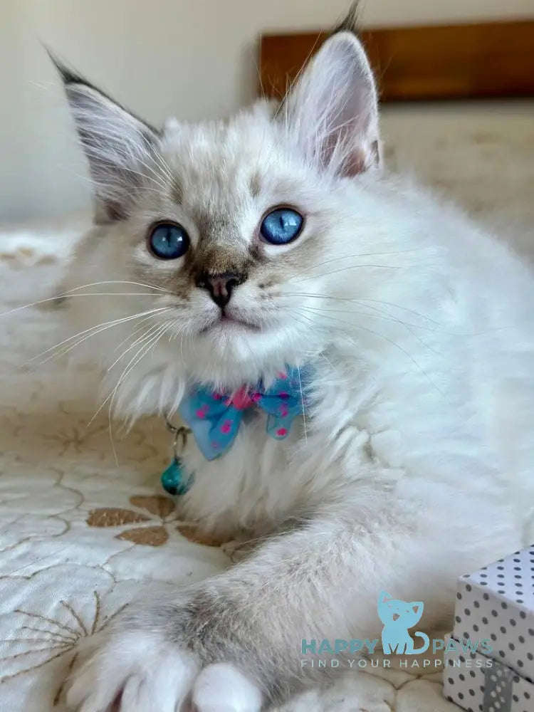 Whiskey Ragdoll male seal tabby bicolour live animals
