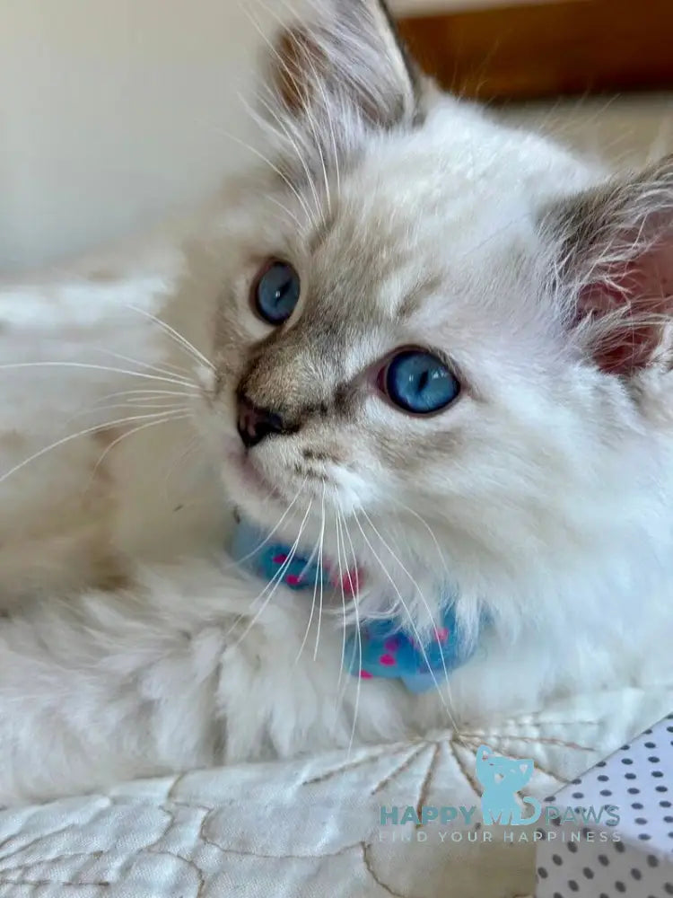 Whiskey Ragdoll male seal tabby bicolour live animals