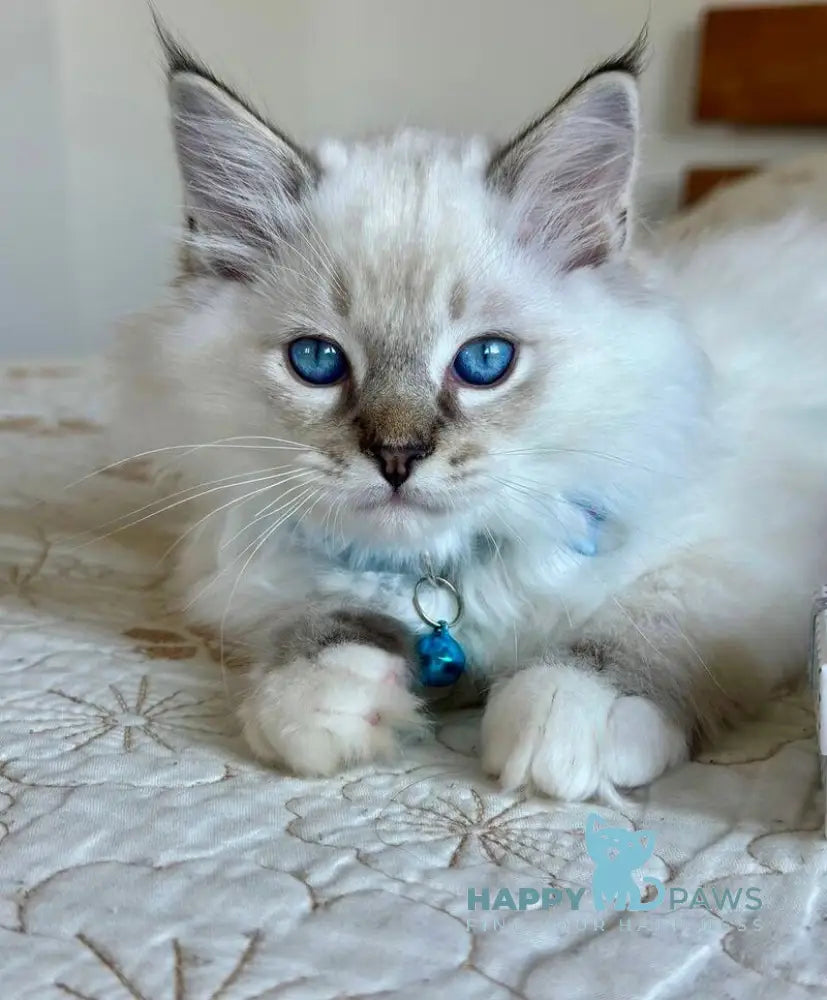 Whiskey Ragdoll male seal tabby bicolour live animals