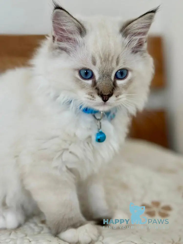 Whiskey Ragdoll male seal tabby bicolour live animals