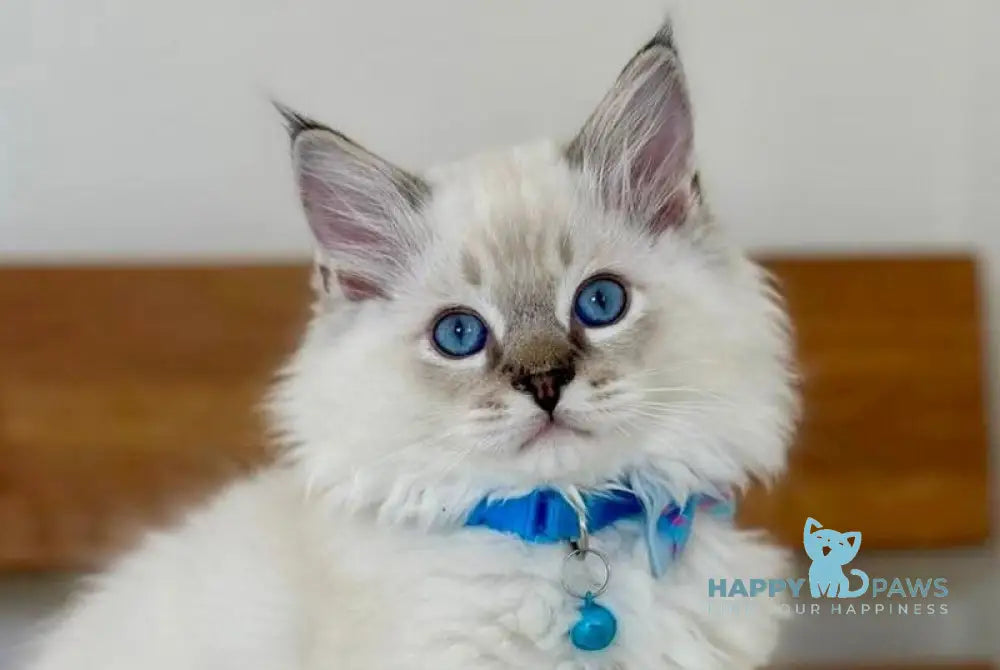 Whiskey Ragdoll male seal tabby bicolour live animals