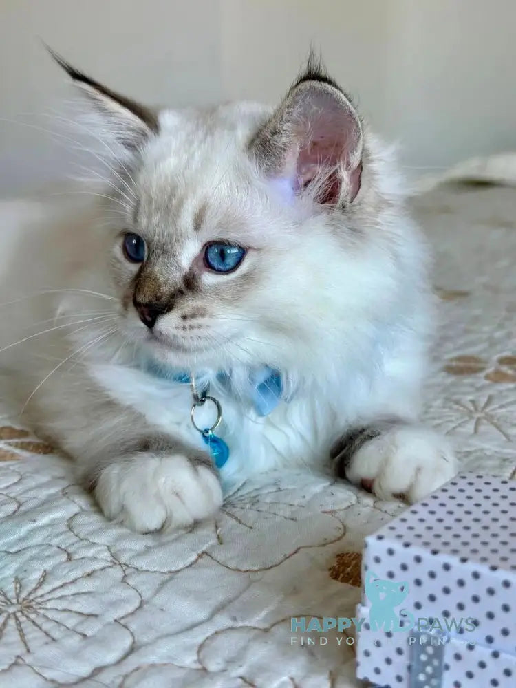 Whiskey Ragdoll male seal tabby bicolour live animals