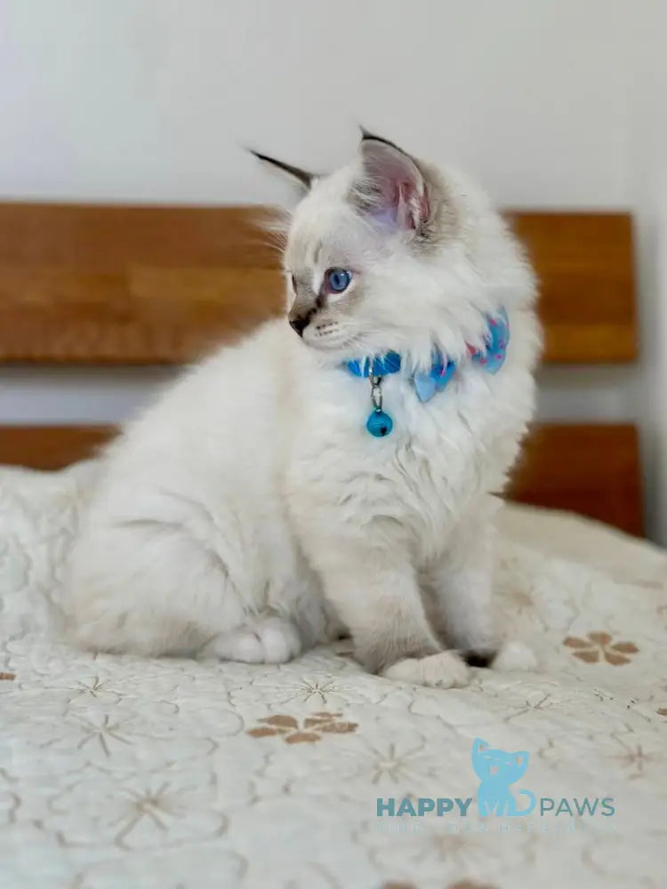 Whiskey Ragdoll male seal tabby bicolour live animals