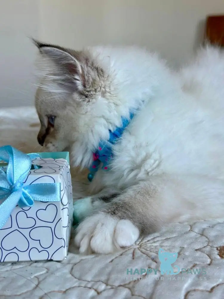 Whiskey Ragdoll male seal tabby bicolour live animals