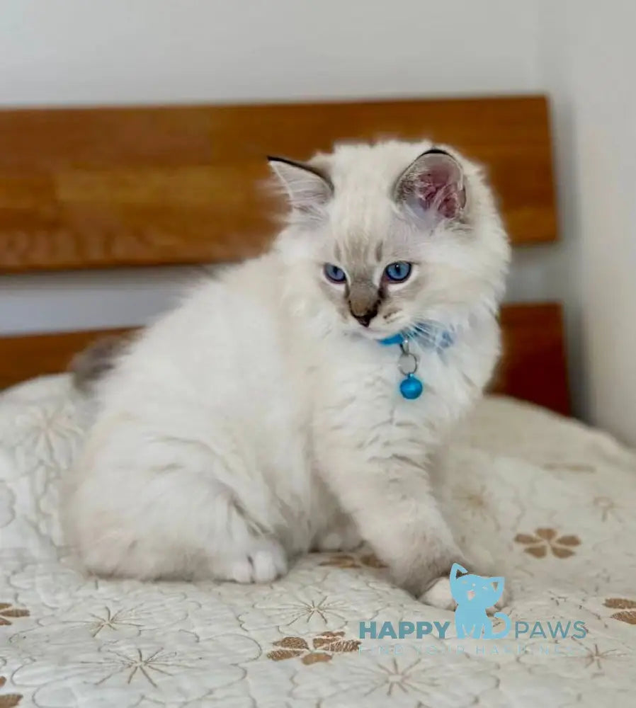 Whiskey Ragdoll male seal tabby bicolour live animals