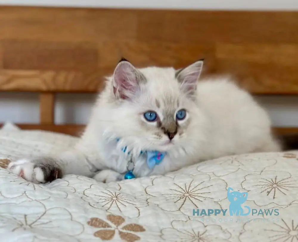 Whiskey Ragdoll male seal tabby bicolour live animals
