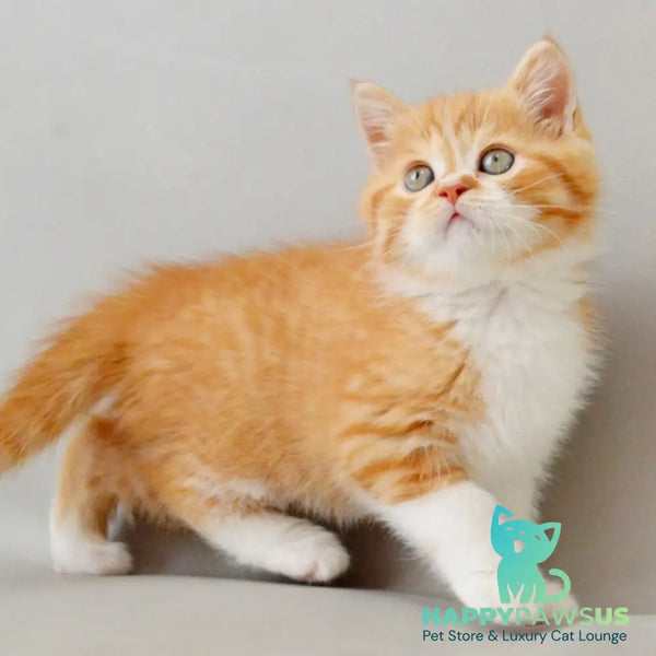 Whiskey Scottish Straight male red spotted tabby bicolour - live animals
