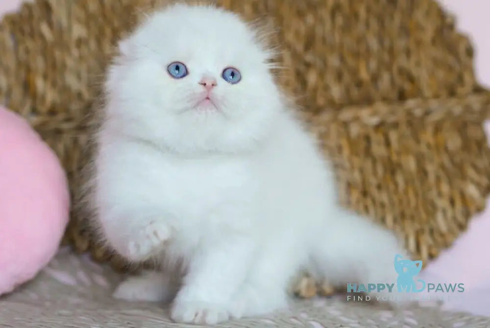 Whisper Scottish Fold male white live animals