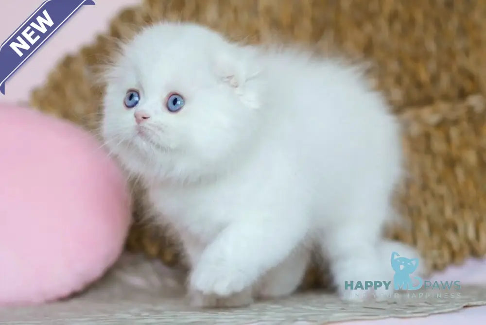 Whisper Scottish Fold male white live animals
