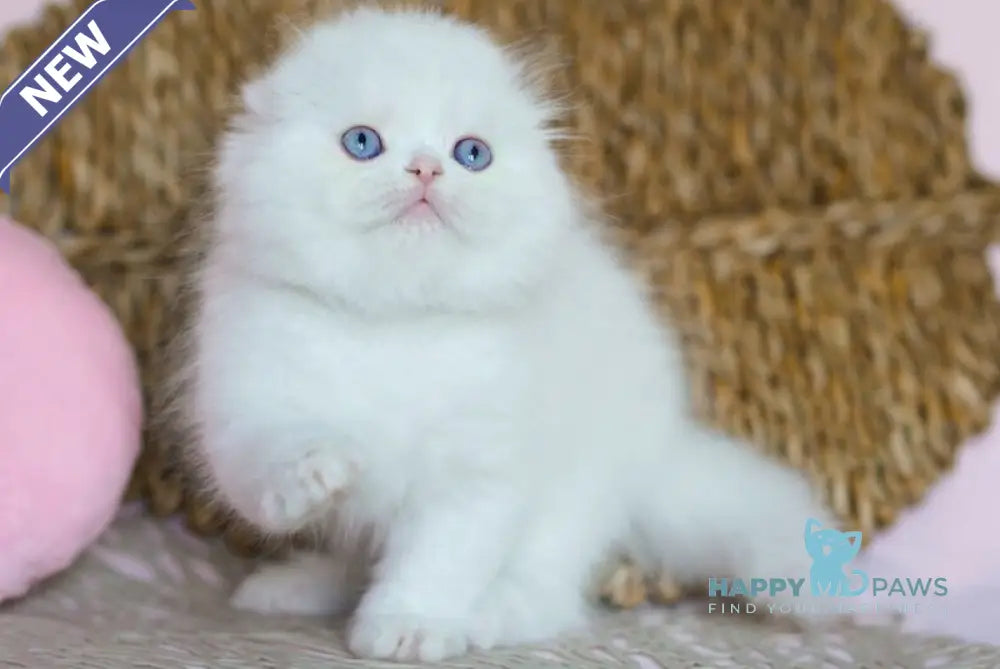 Whisper Scottish Fold male white live animals
