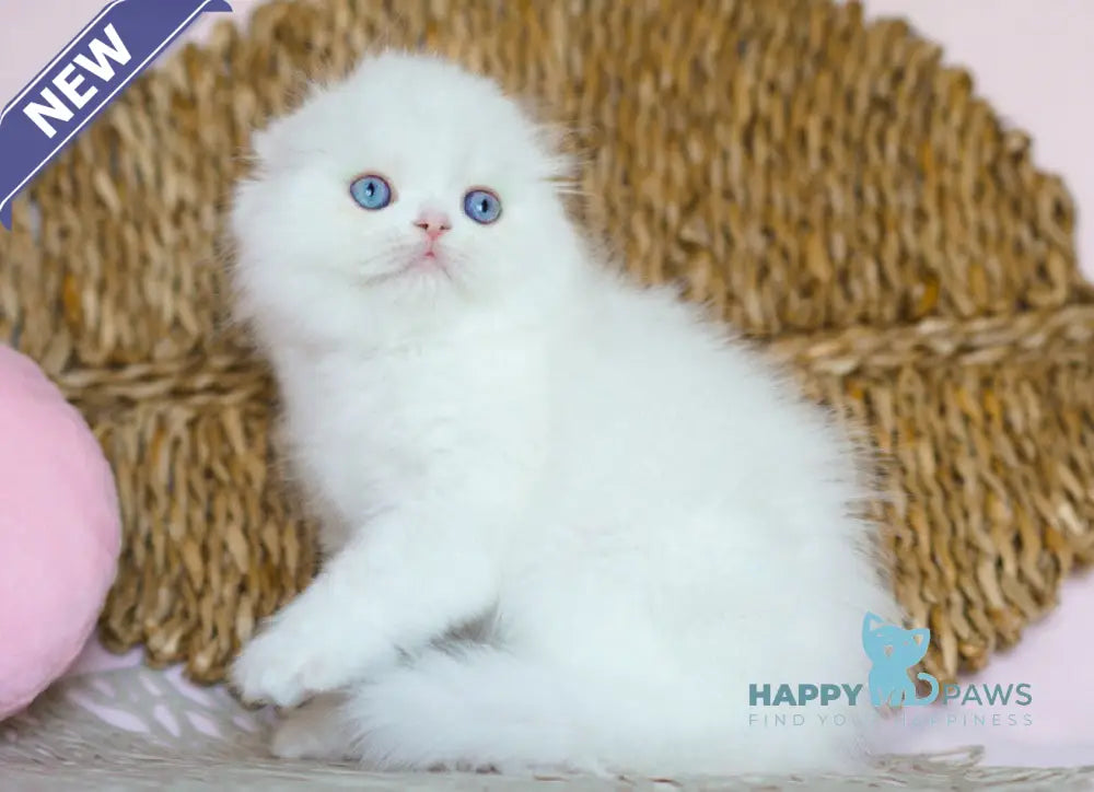 Whisper Scottish Fold male white live animals