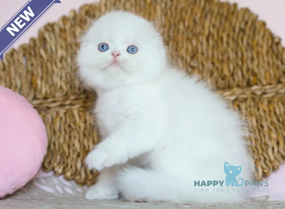 Whisper Scottish Fold male white live animals