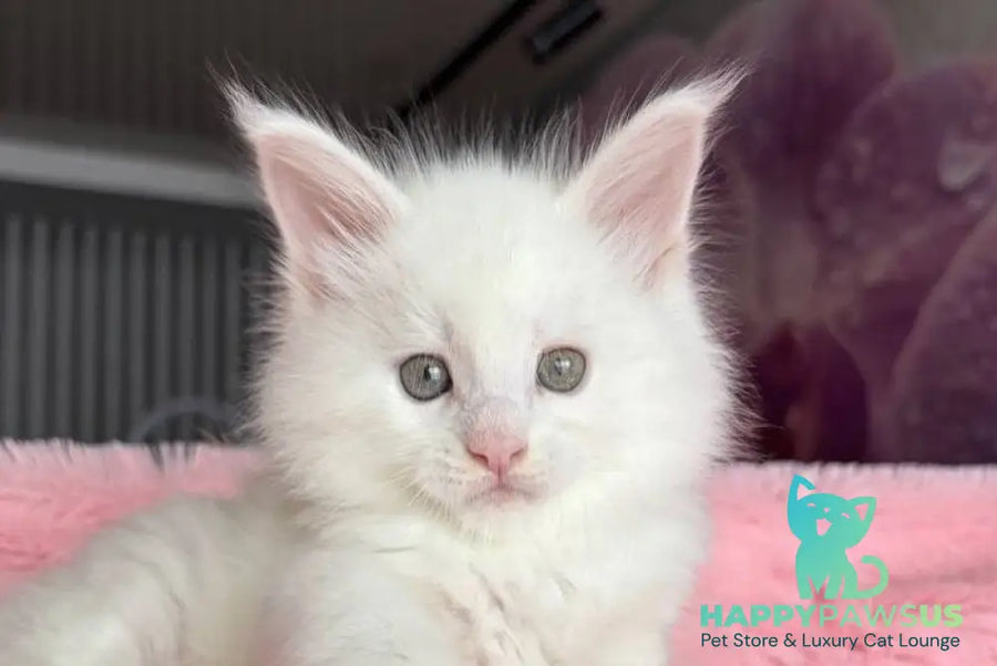 White Angel Maine Coon male white - live animals