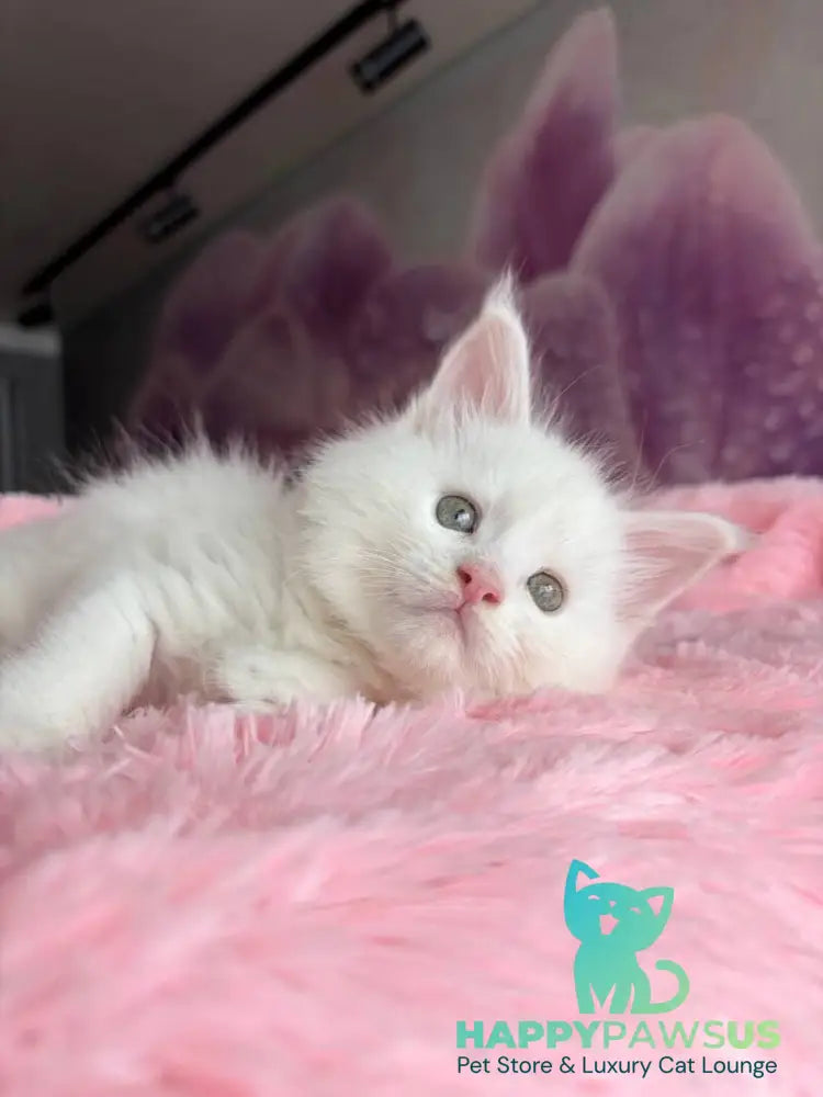 White Angel Maine Coon male white - live animals