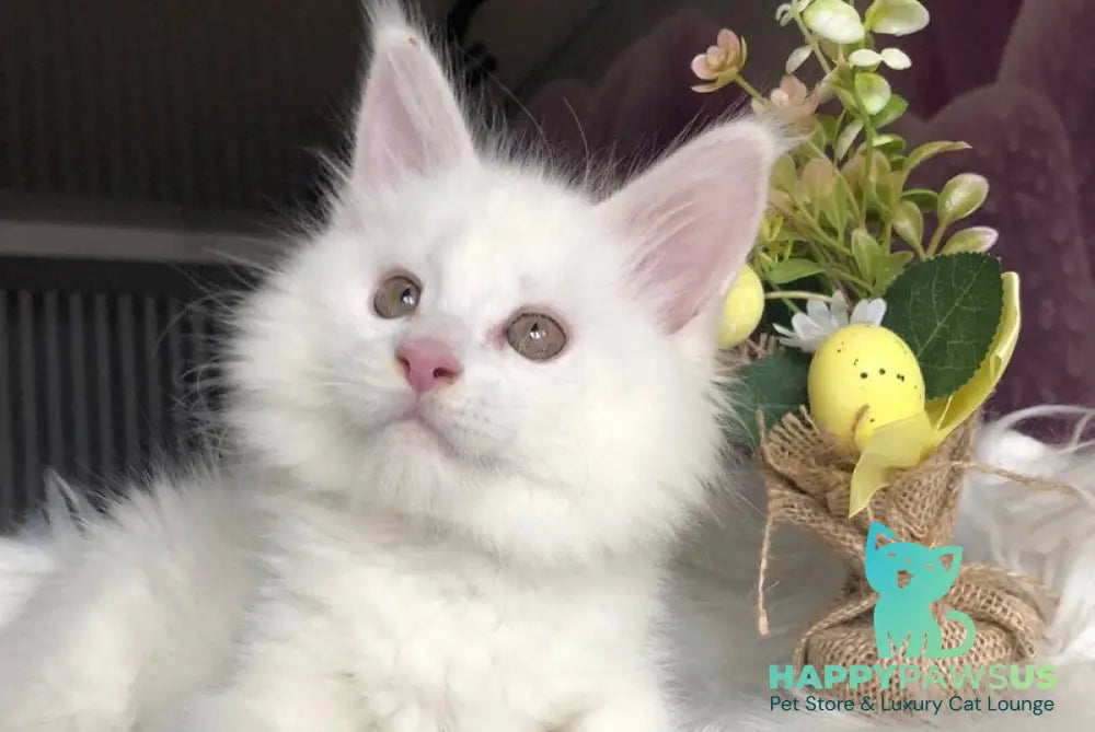 White Angel Maine Coon male white - live animals