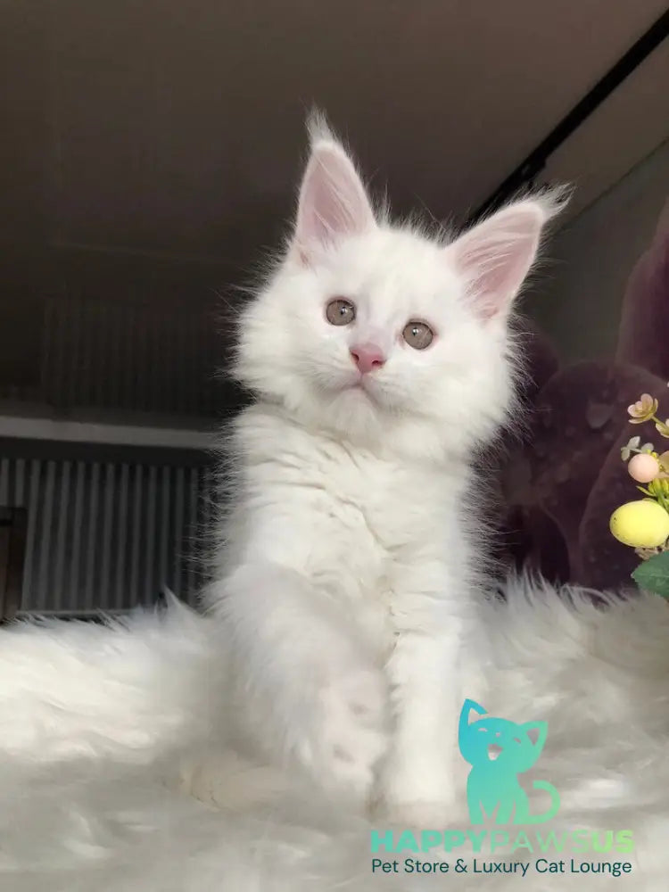 White Angel Maine Coon male white - live animals