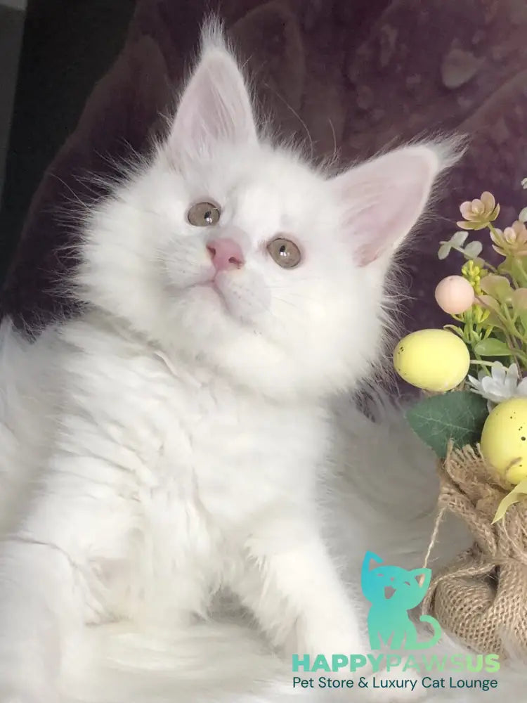 White Angel Maine Coon male white - live animals