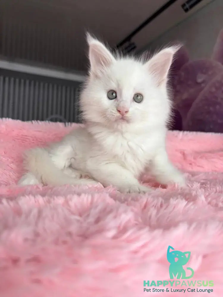 White Angel Maine Coon male white - live animals