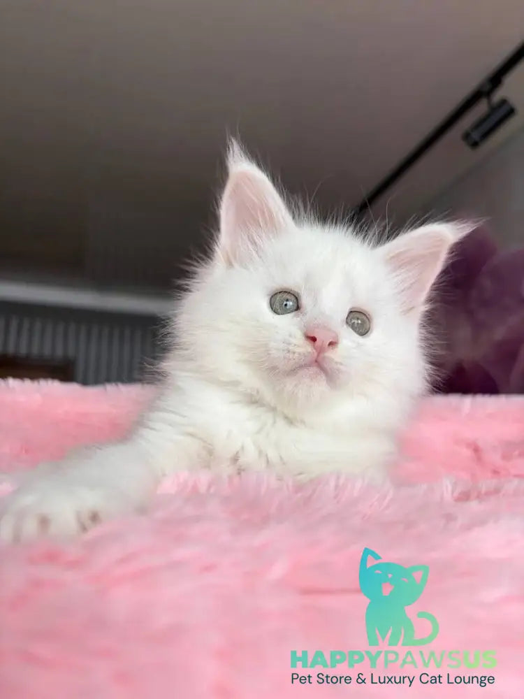 White Angel Maine Coon male white - live animals