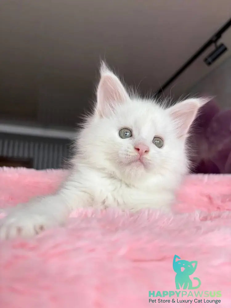 White Angel Maine Coon male white - live animals