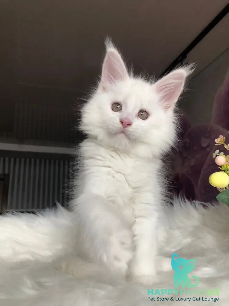 White Angel Maine Coon male white - live animals