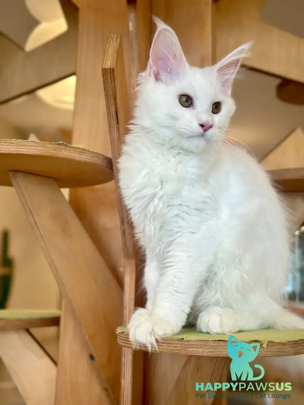 White Angel Maine Coon male white - live animals
