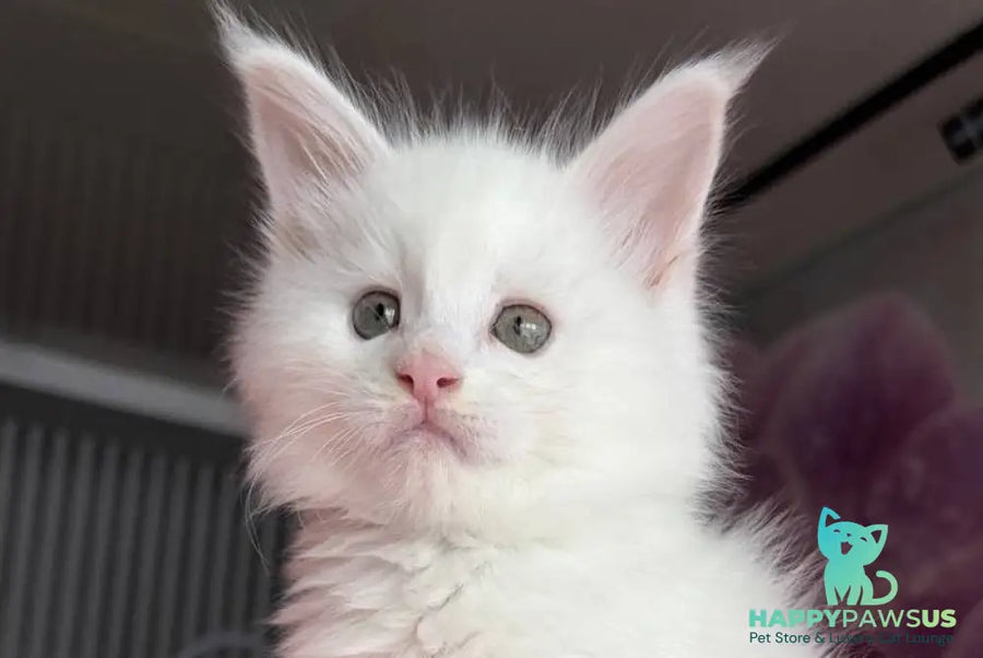 White Angel Maine Coon male white - live animals