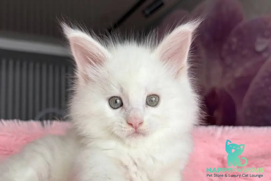 White Angel Maine Coon male white - live animals