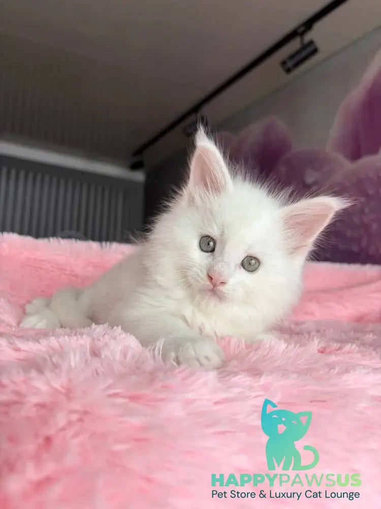 White Angel Maine Coon male white - live animals