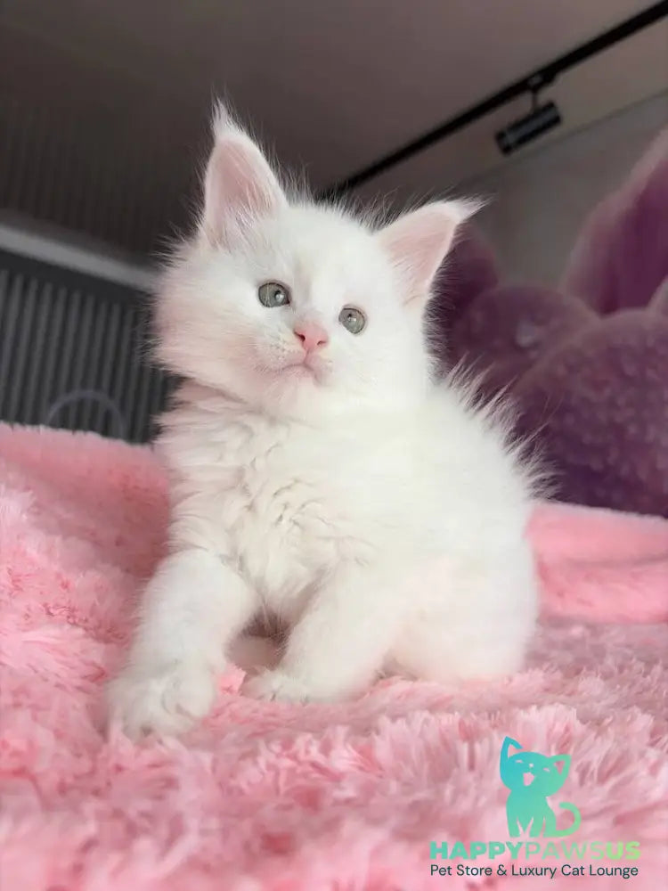 White Angel Maine Coon male white - live animals