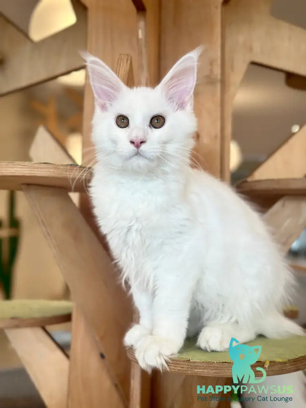 White Angel Maine Coon male white - live animals