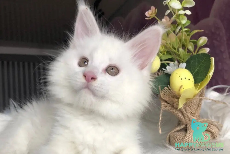 White Angel Maine Coon male white - live animals