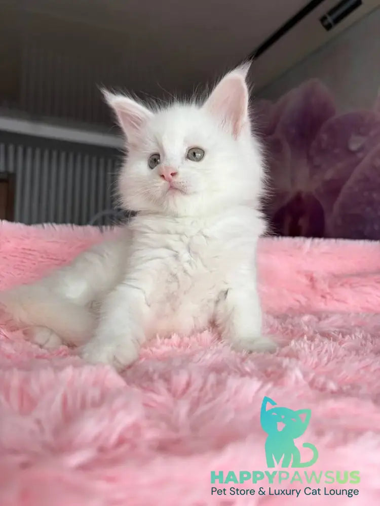 White Angel Maine Coon male white - live animals