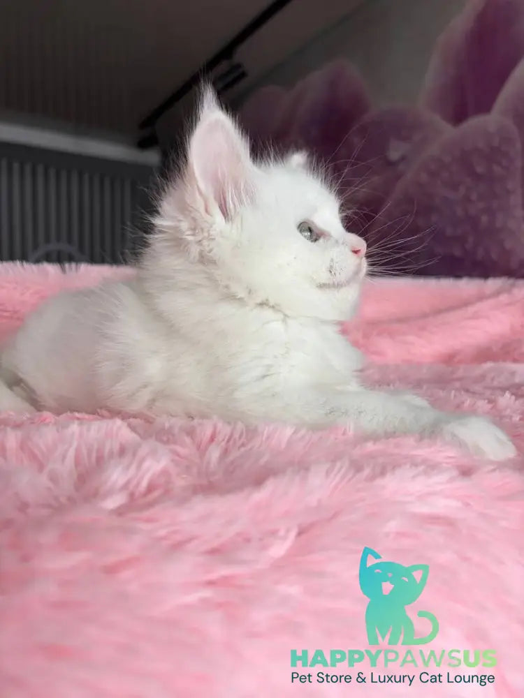 White Angel Maine Coon male white - live animals