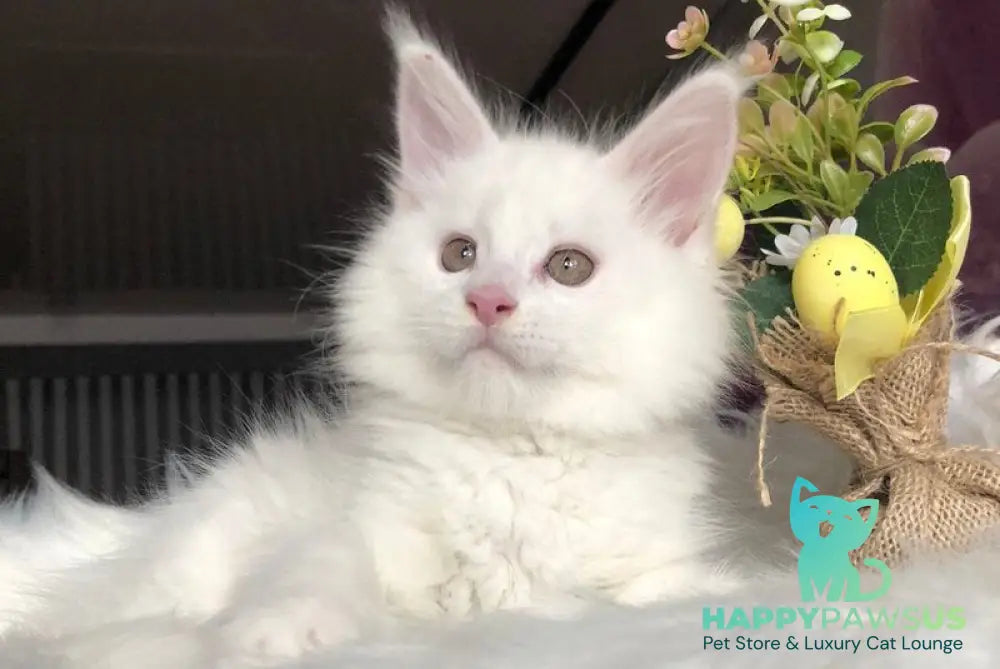 White Angel Maine Coon male white - live animals