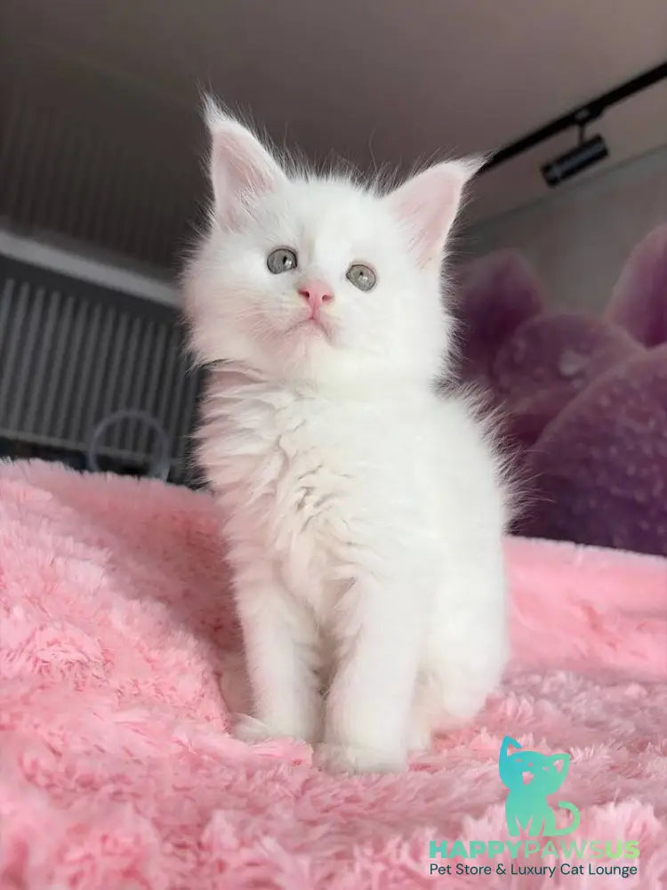 White Angel Maine Coon male white - live animals