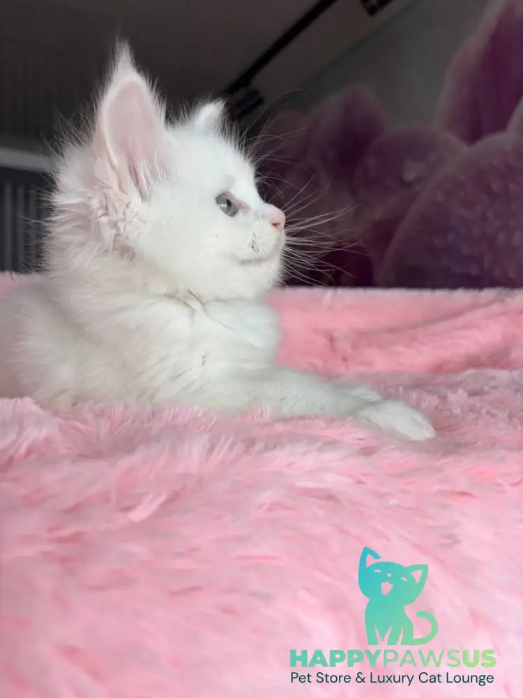 White Angel Maine Coon male white - live animals