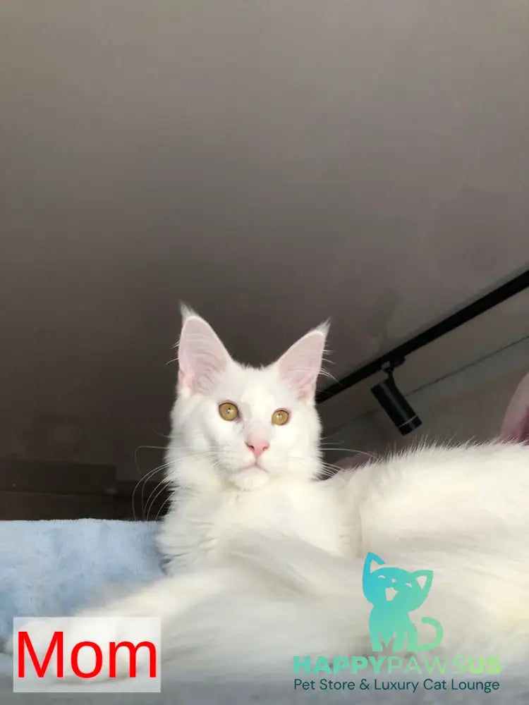 White Angel Maine Coon male white - live animals