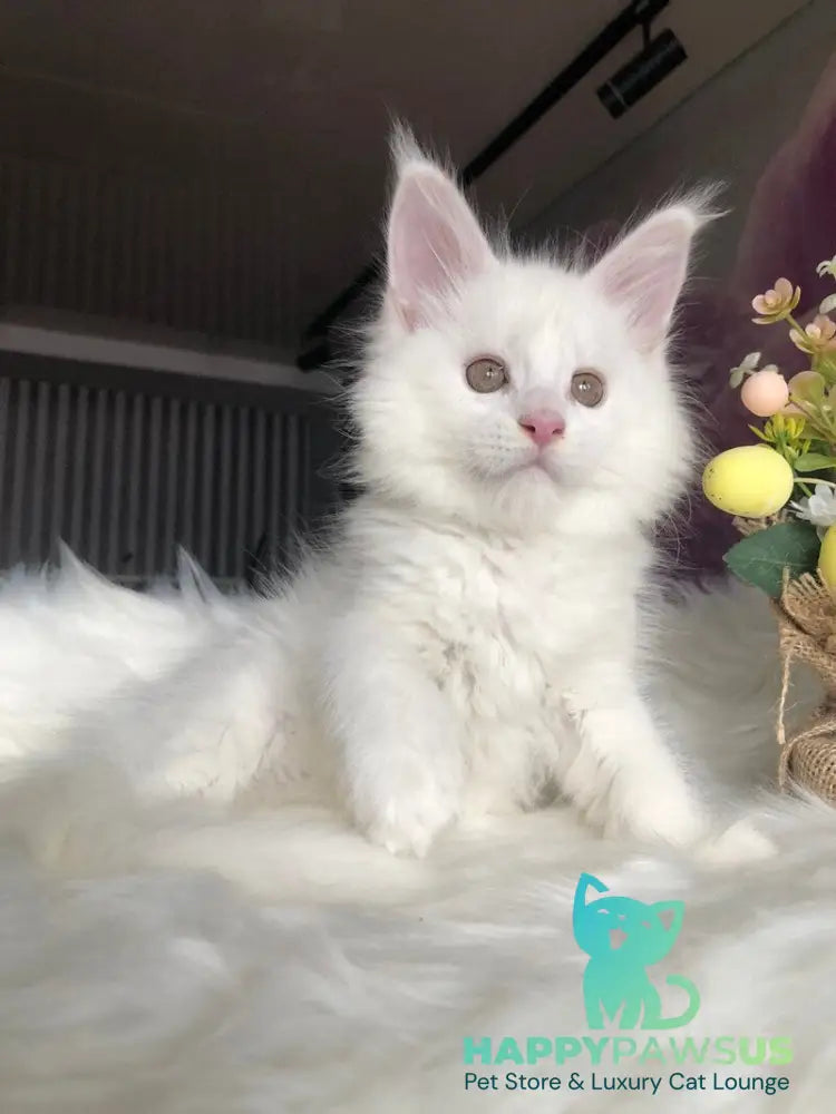 White Angel Maine Coon male white - live animals