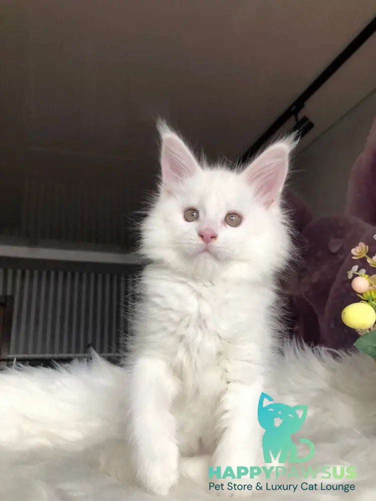 White Angel Maine Coon male white - live animals