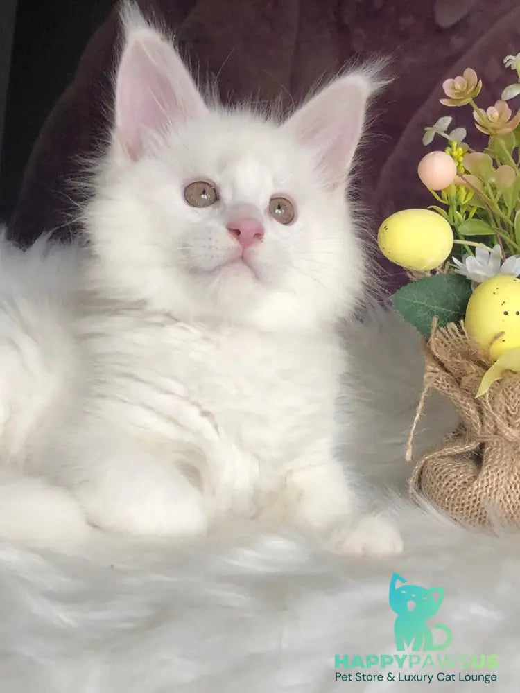 White Angel Maine Coon male white - live animals