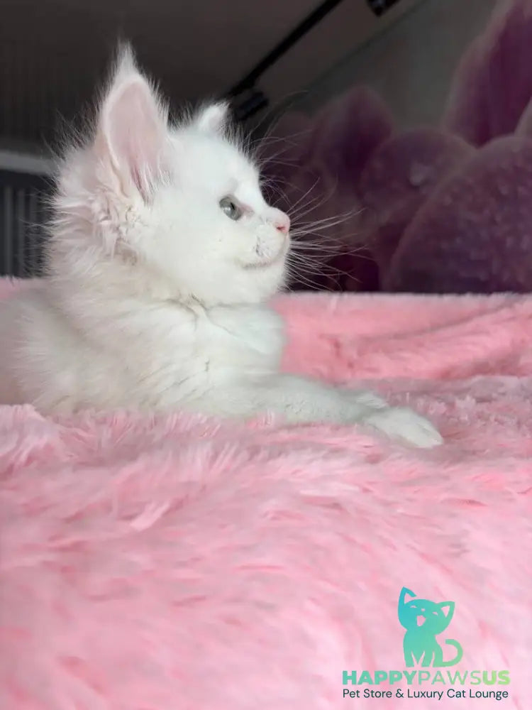 White Angel Maine Coon male white - live animals