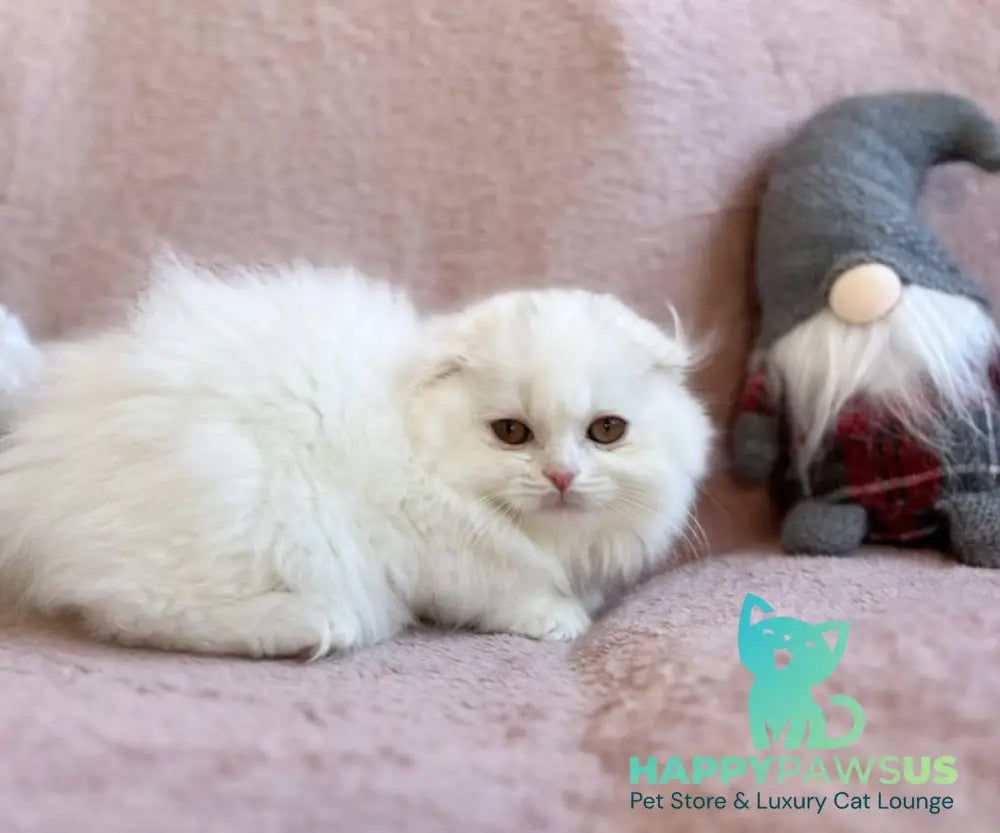 White Crazy Scottish Fold male white live animals